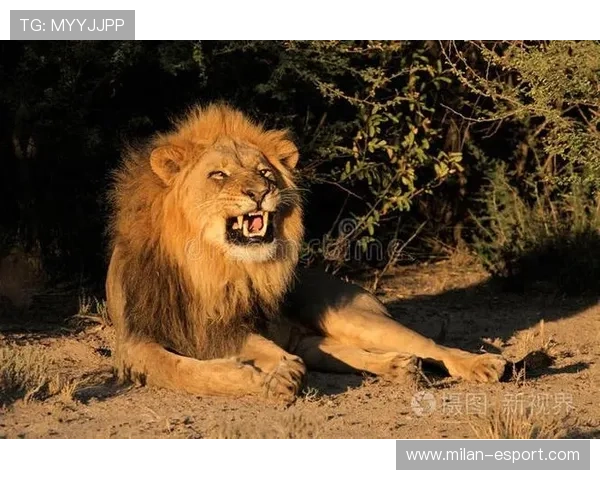 “非洲雄狮”雪地奔袭90米破门!冬奥热搜第一!,最新非洲雄狮纪录片